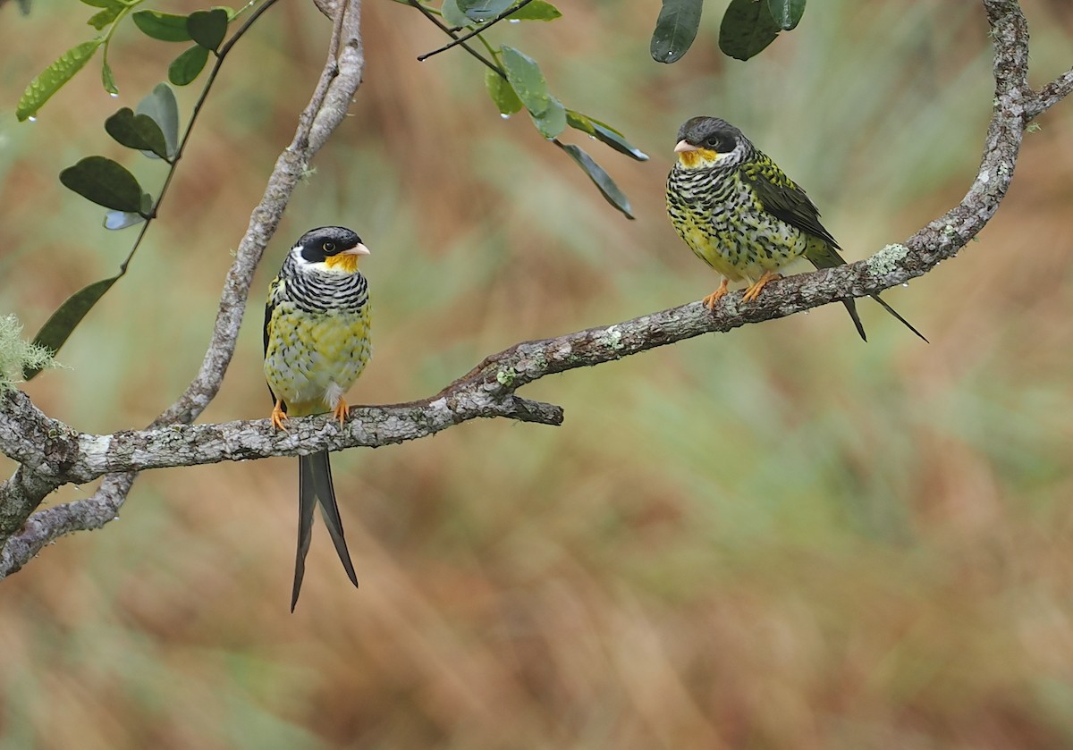 Kırlangıç Kuyruklu Kotinga (boliviana) - ML646407582