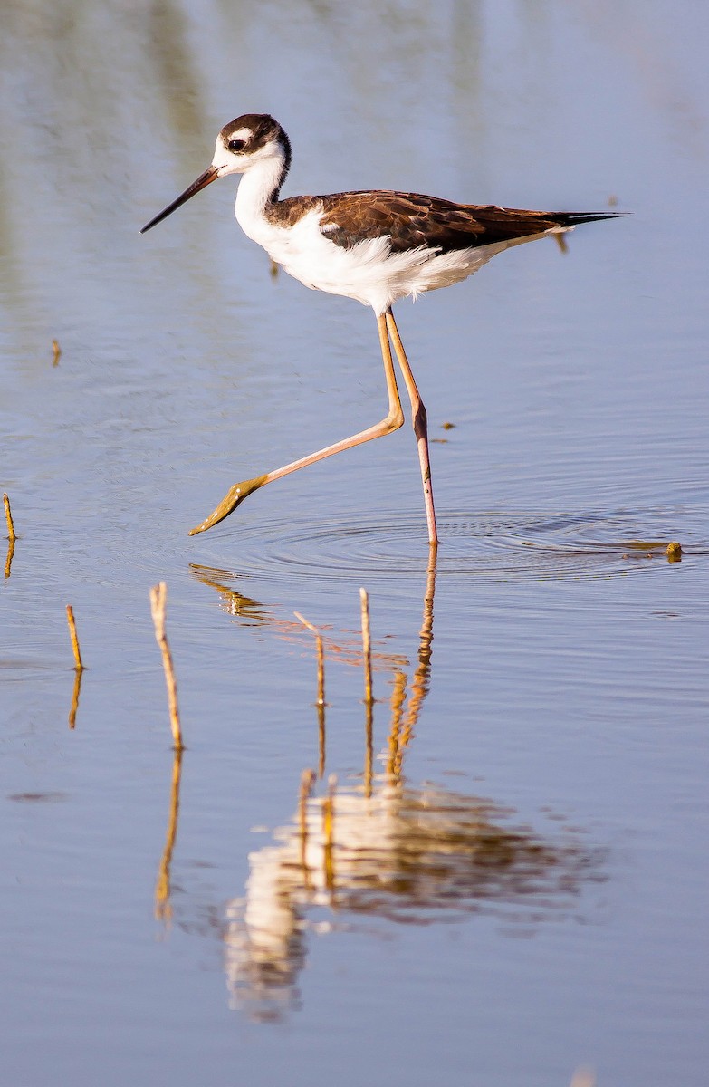 Maskeli Uzunbacak - ML646407583