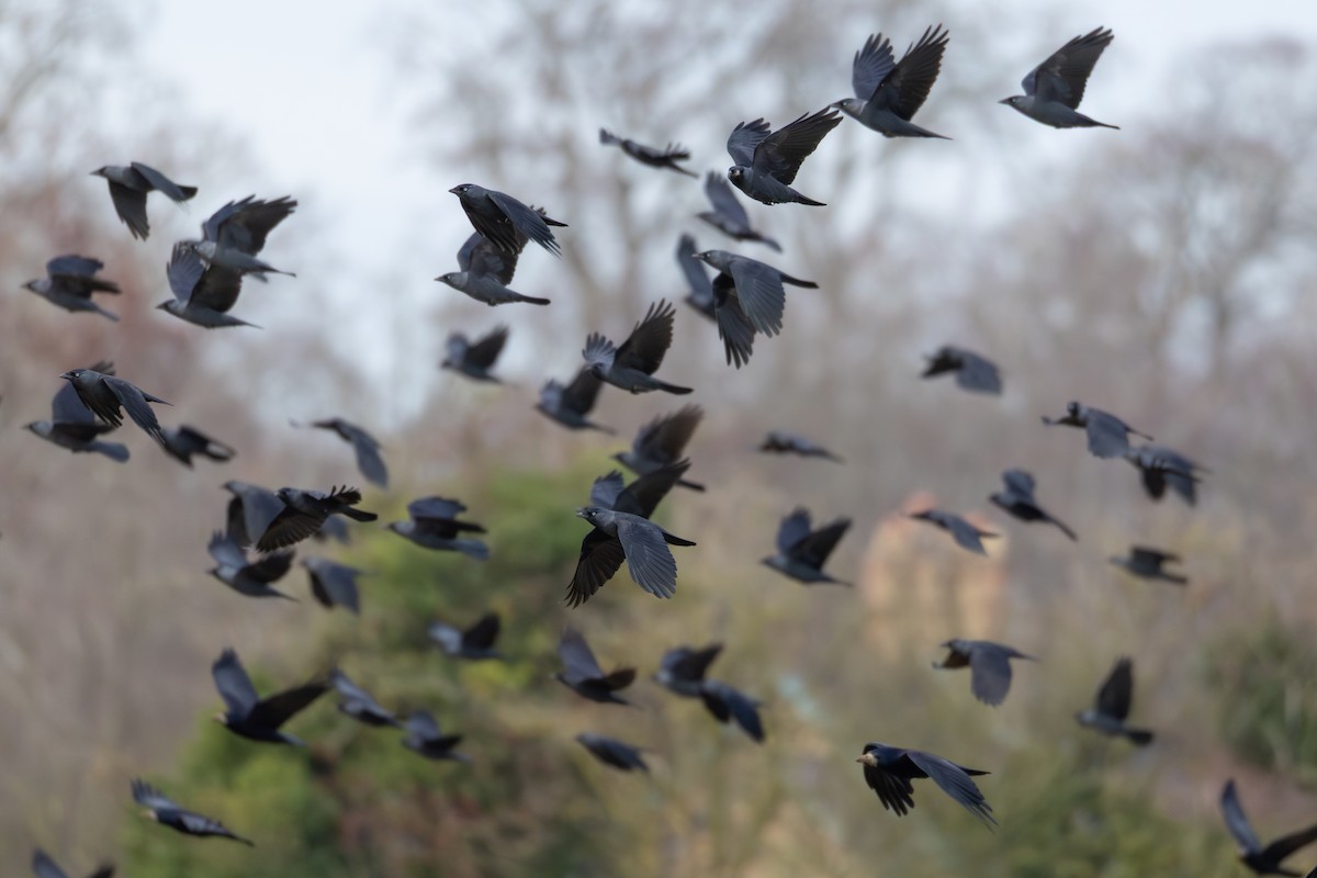 Eurasian Jackdaw - ML646407589