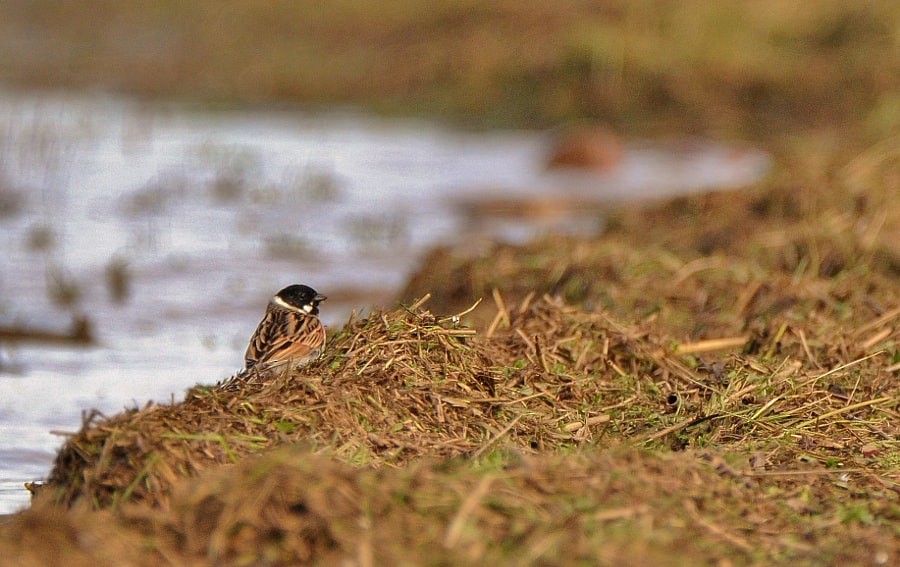 Цагаан хүзүүт хөмрөг - ML646407590