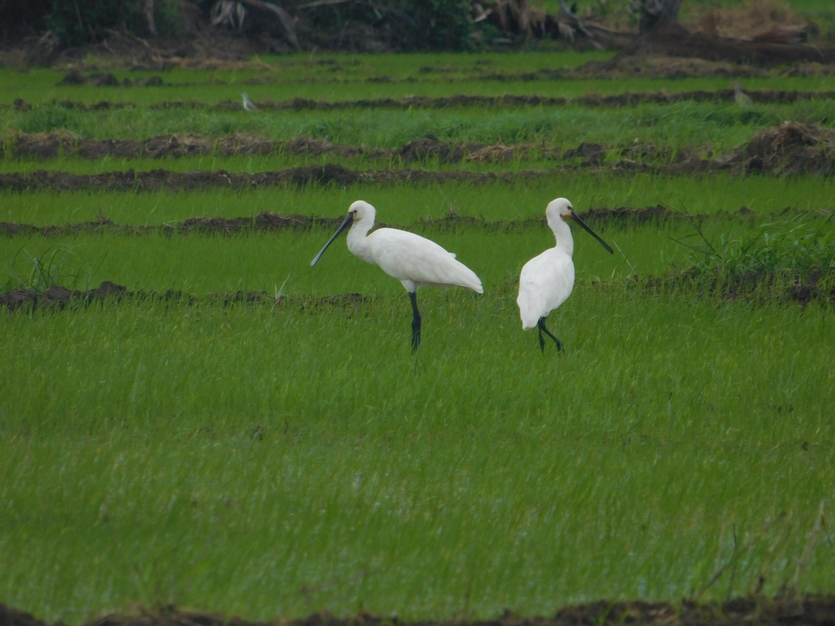 白琵鷺 - ML646407593