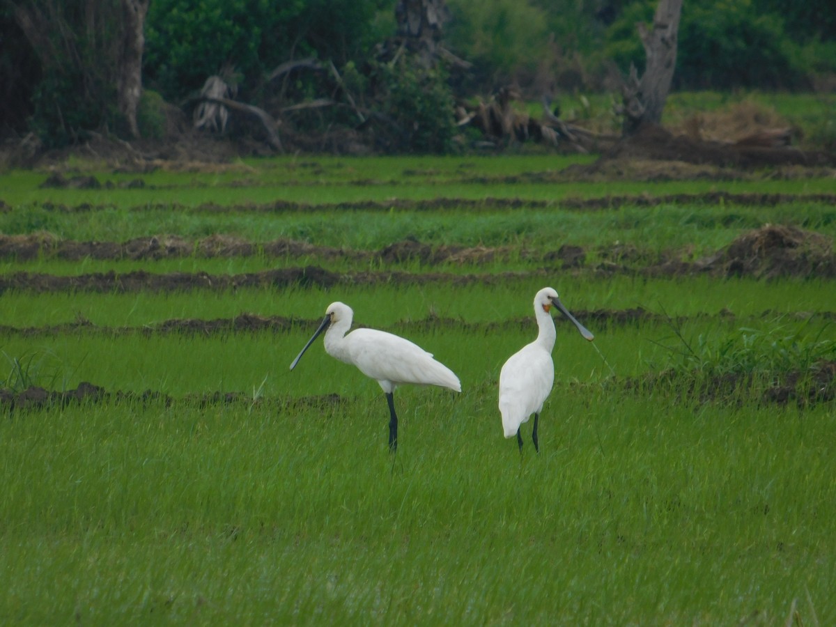 白琵鷺 - ML646407594