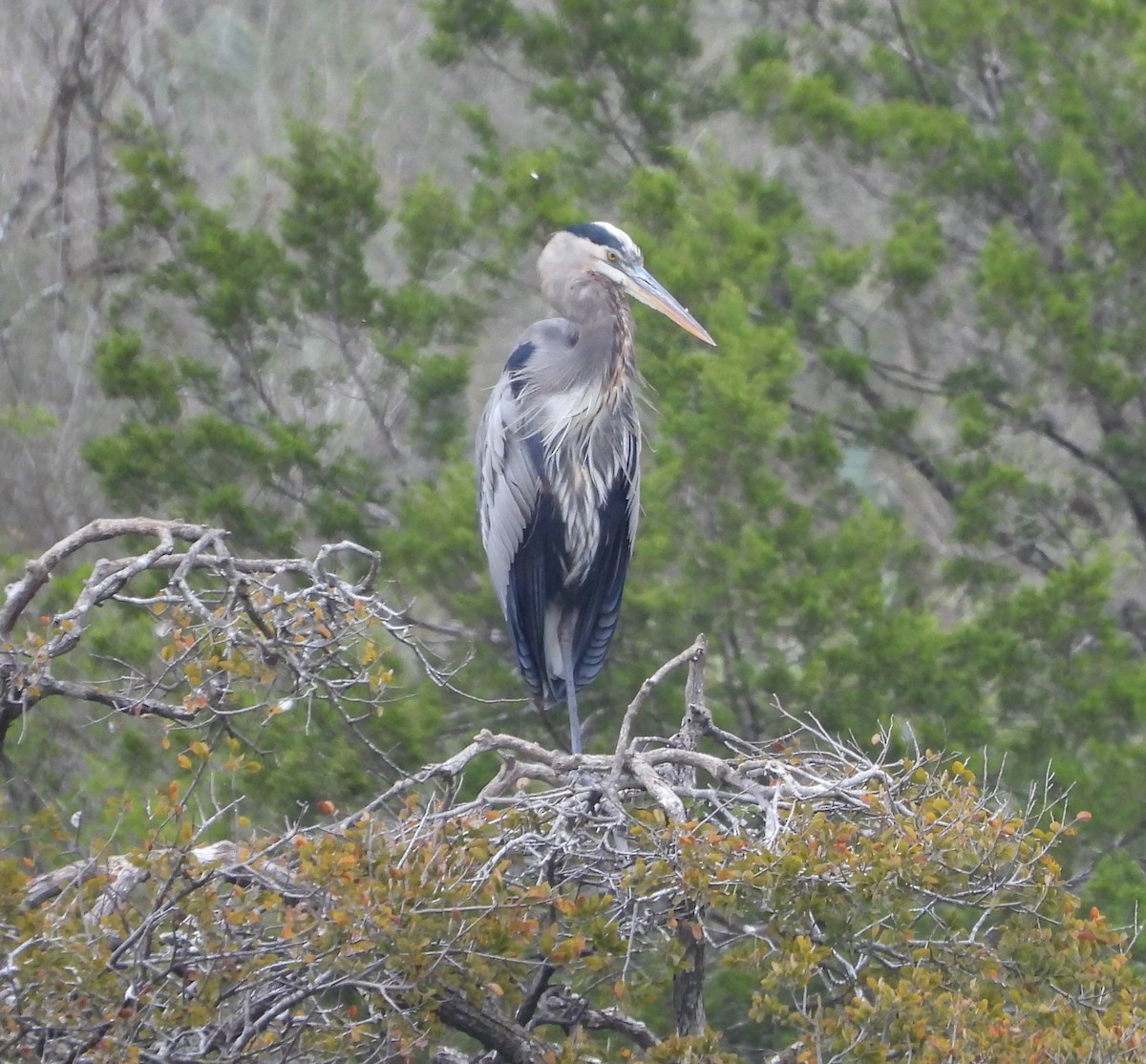 Great Blue Heron - ML646407595