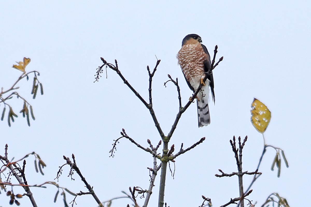 krahujec americký - ML646407612