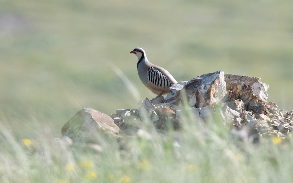 Chukar - ML646407613