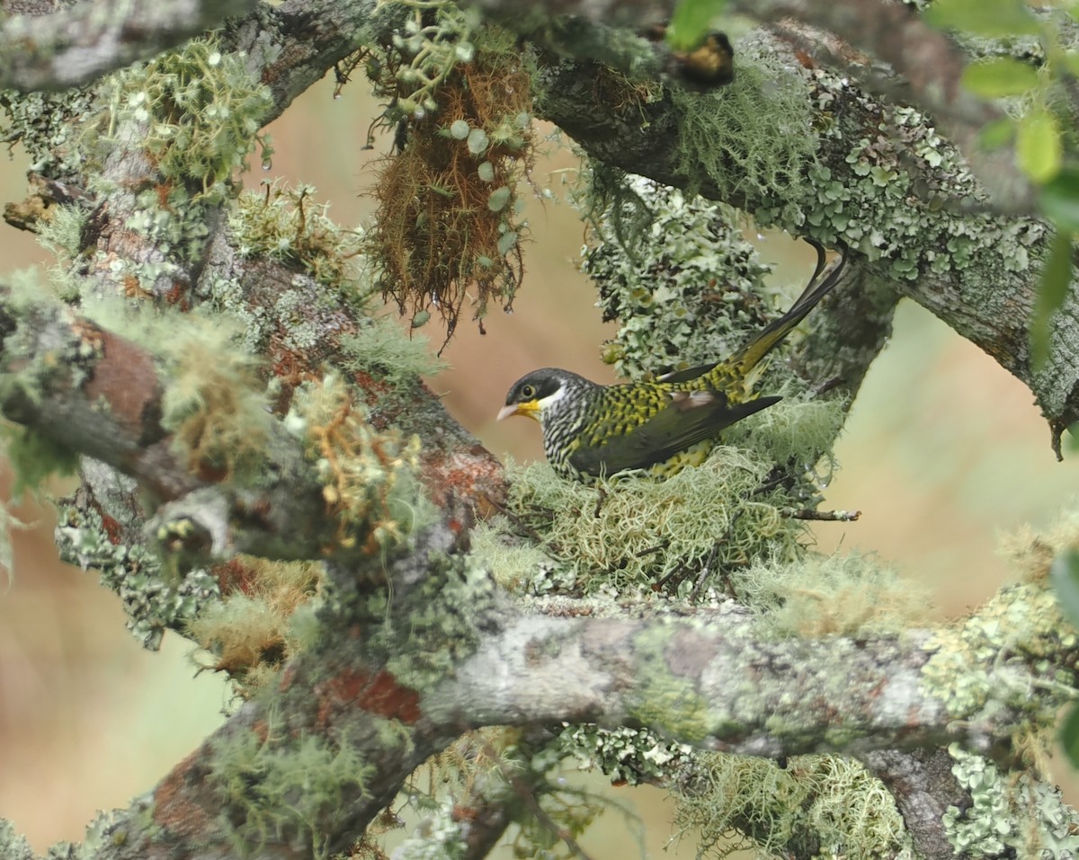 Kırlangıç Kuyruklu Kotinga (boliviana) - ML646407614