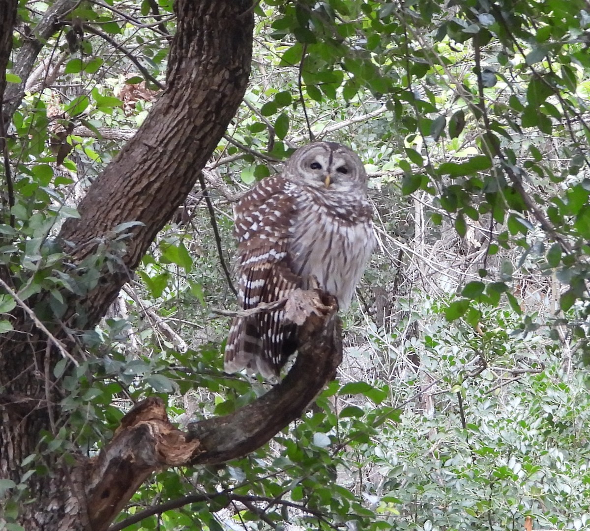Barred Owl - ML646407615