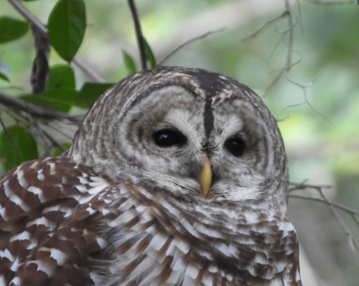 Barred Owl - ML646407616