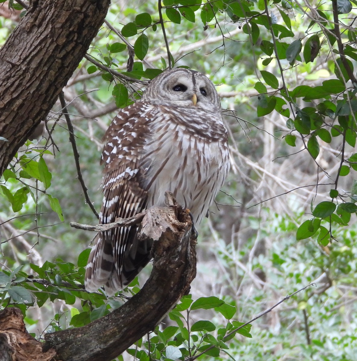 Barred Owl - ML646407617