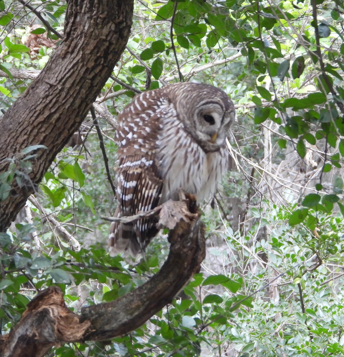 Barred Owl - ML646407618
