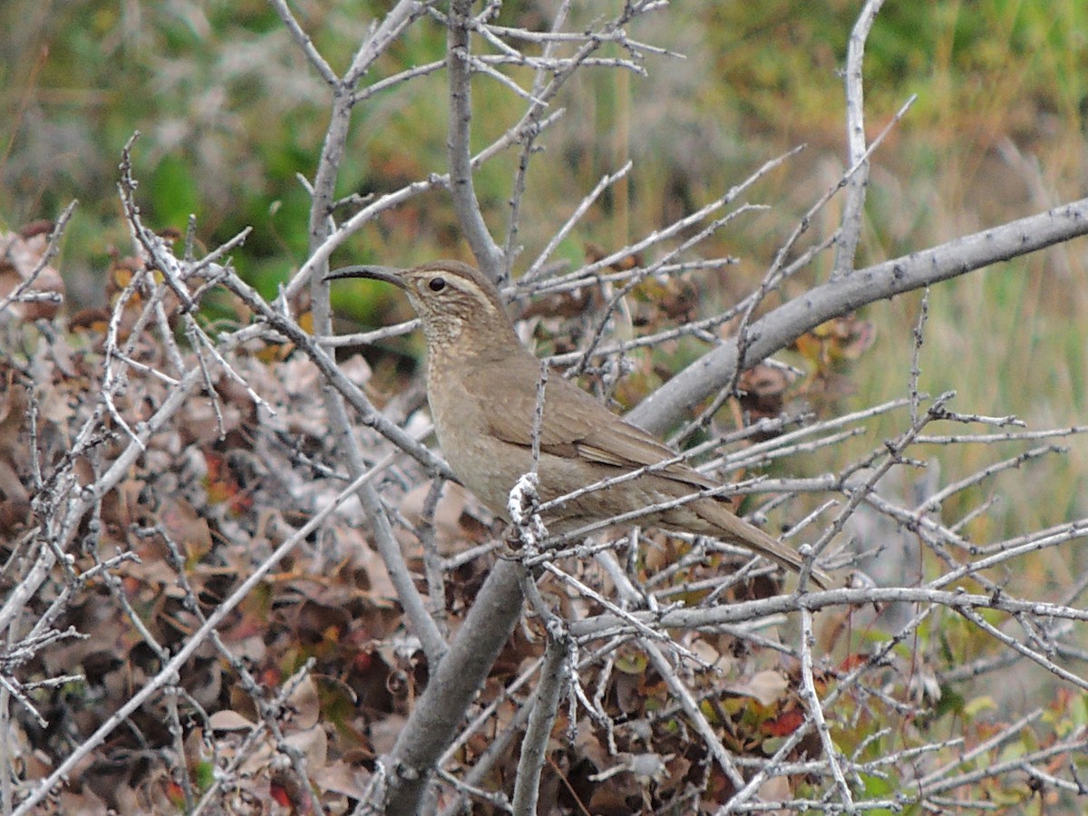 Patagonian Forest Earthcreeper - ML646407619