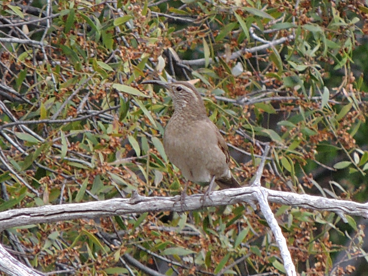 Patagonian Forest Earthcreeper - ML646407623