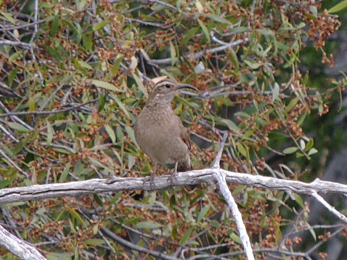 Patagonian Forest Earthcreeper - ML646407624