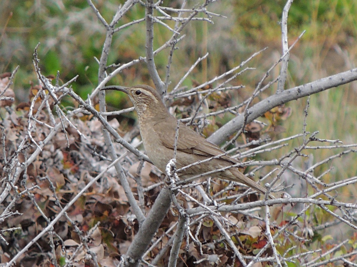 Patagonian Forest Earthcreeper - ML646407625