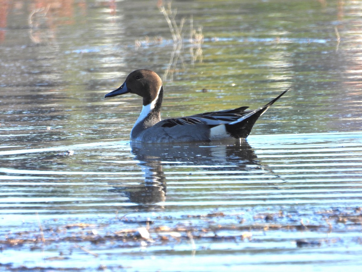Northern Pintail - ML646407627