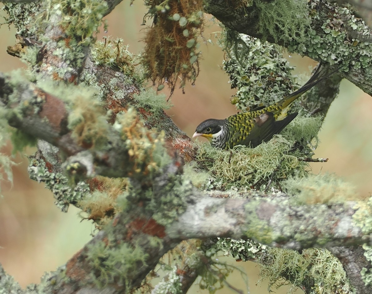 Kırlangıç Kuyruklu Kotinga (boliviana) - ML646407628