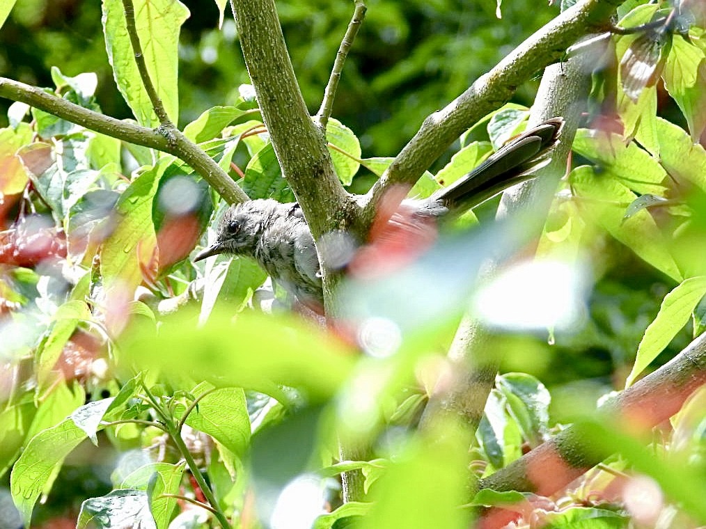 Northern Mockingbird - ML646407630