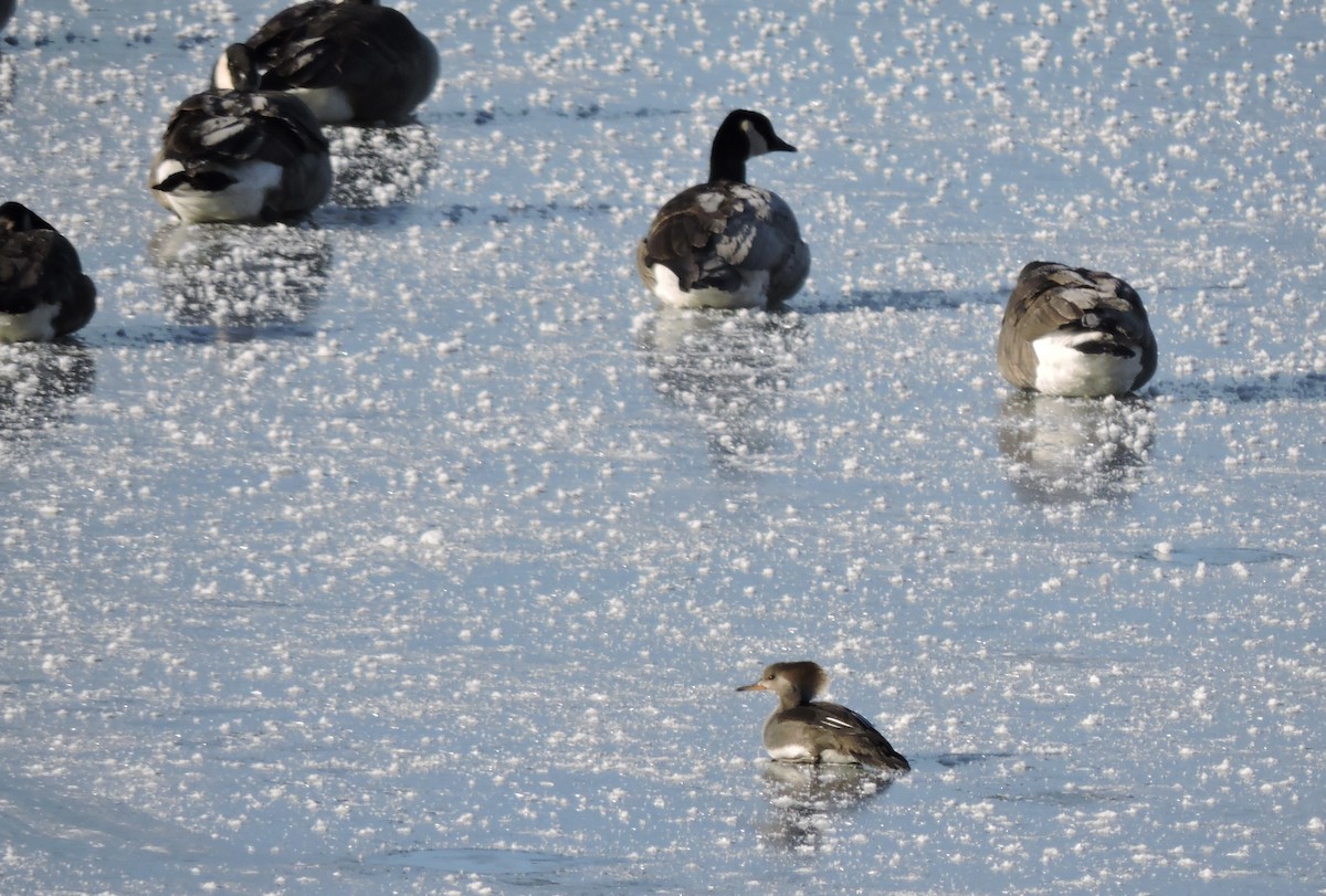Hooded Merganser - ML646407631