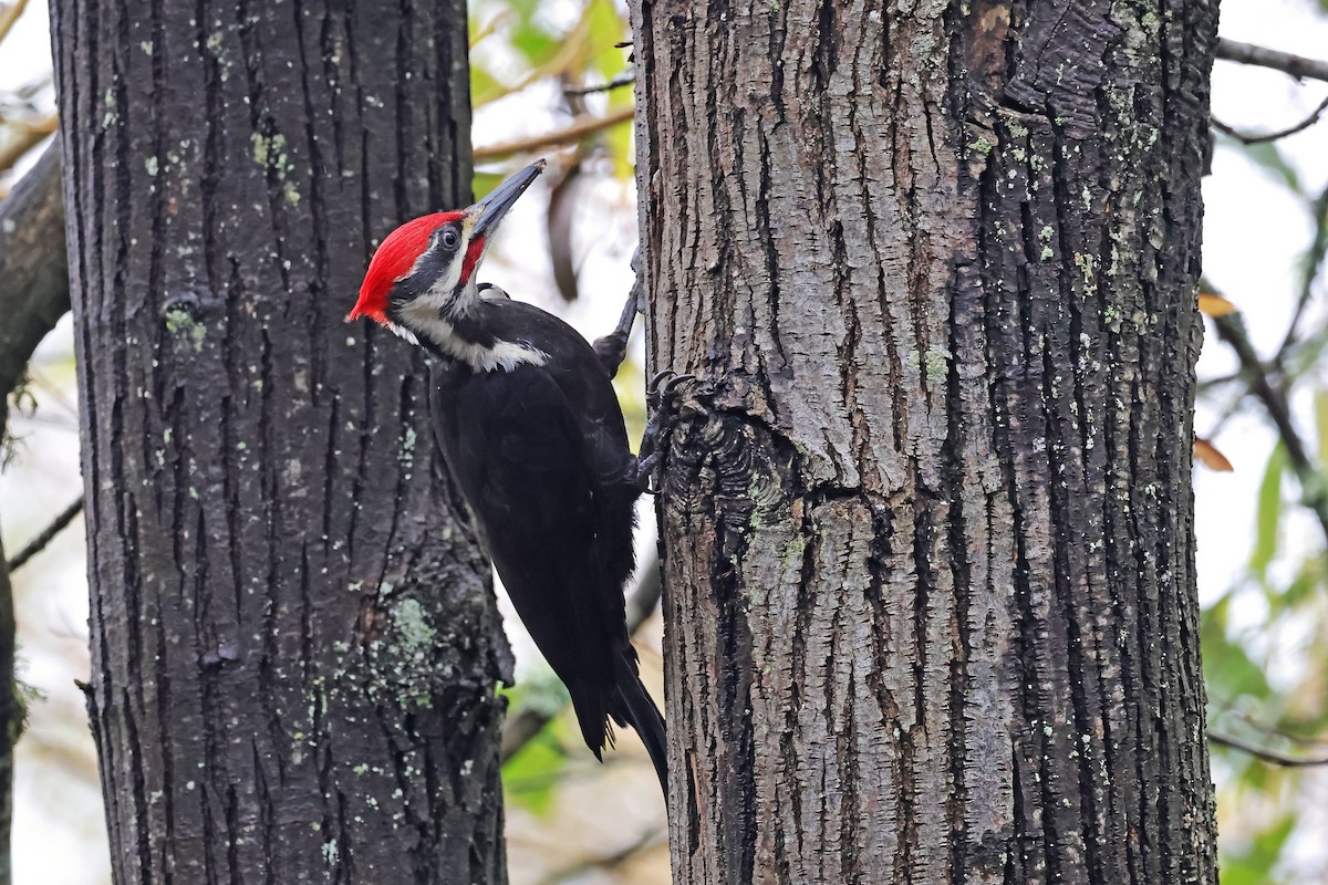 datel chocholatý - ML646407635