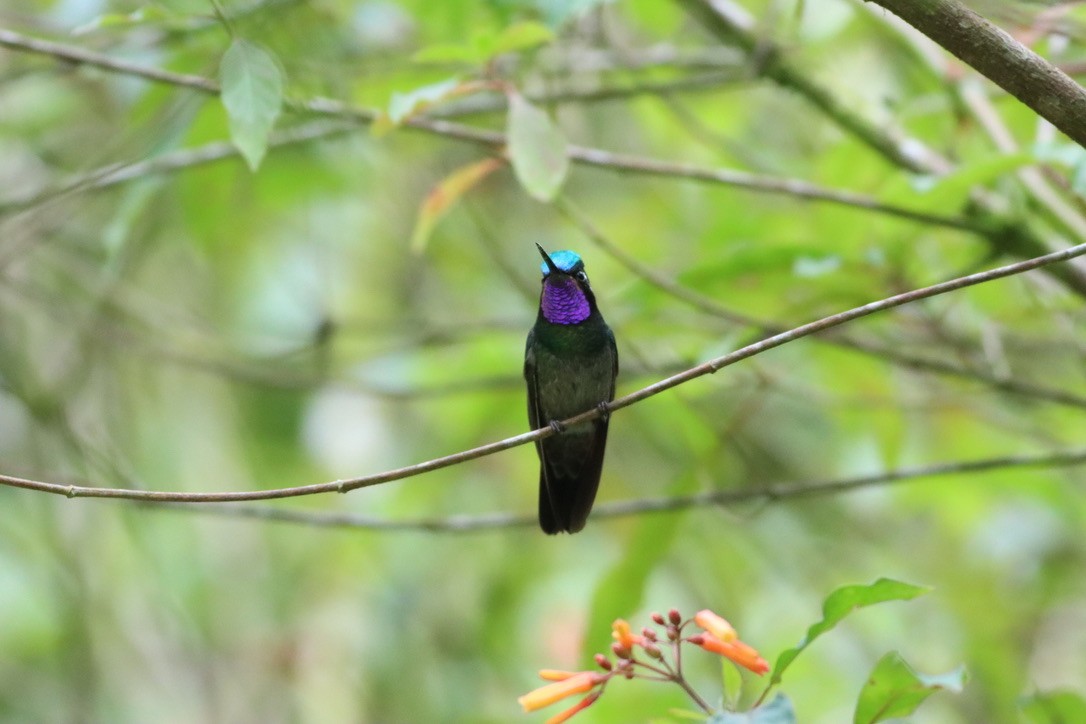 Purple-throated Mountain-gem - ML646407650