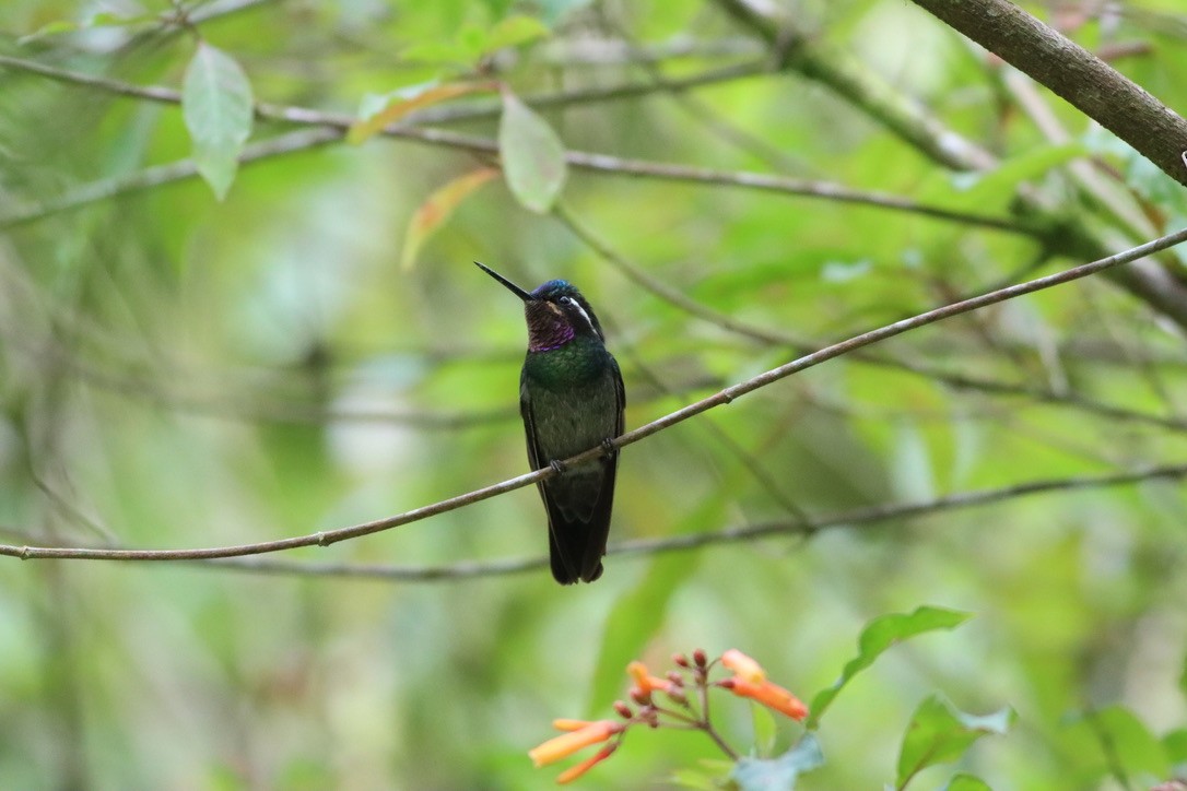 Purple-throated Mountain-gem - ML646407651