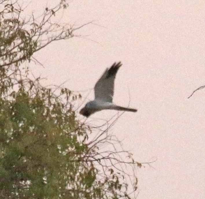 Pallid Harrier - ML646407655