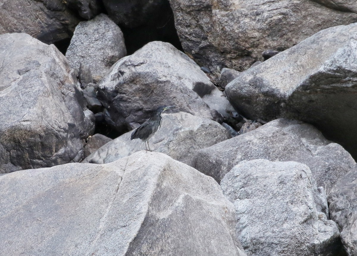 Fasciated Tiger-Heron - ML646407659