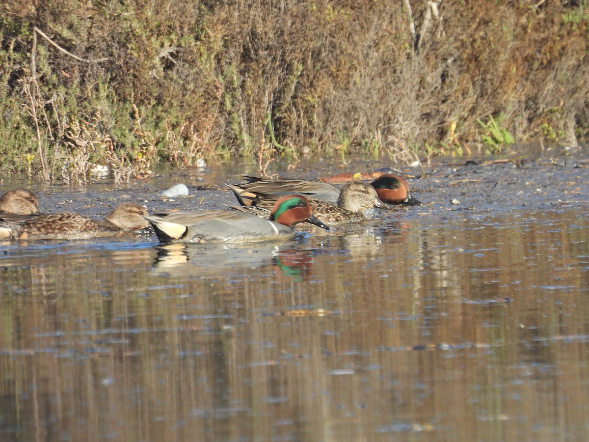 Green-winged Teal - ML646407660