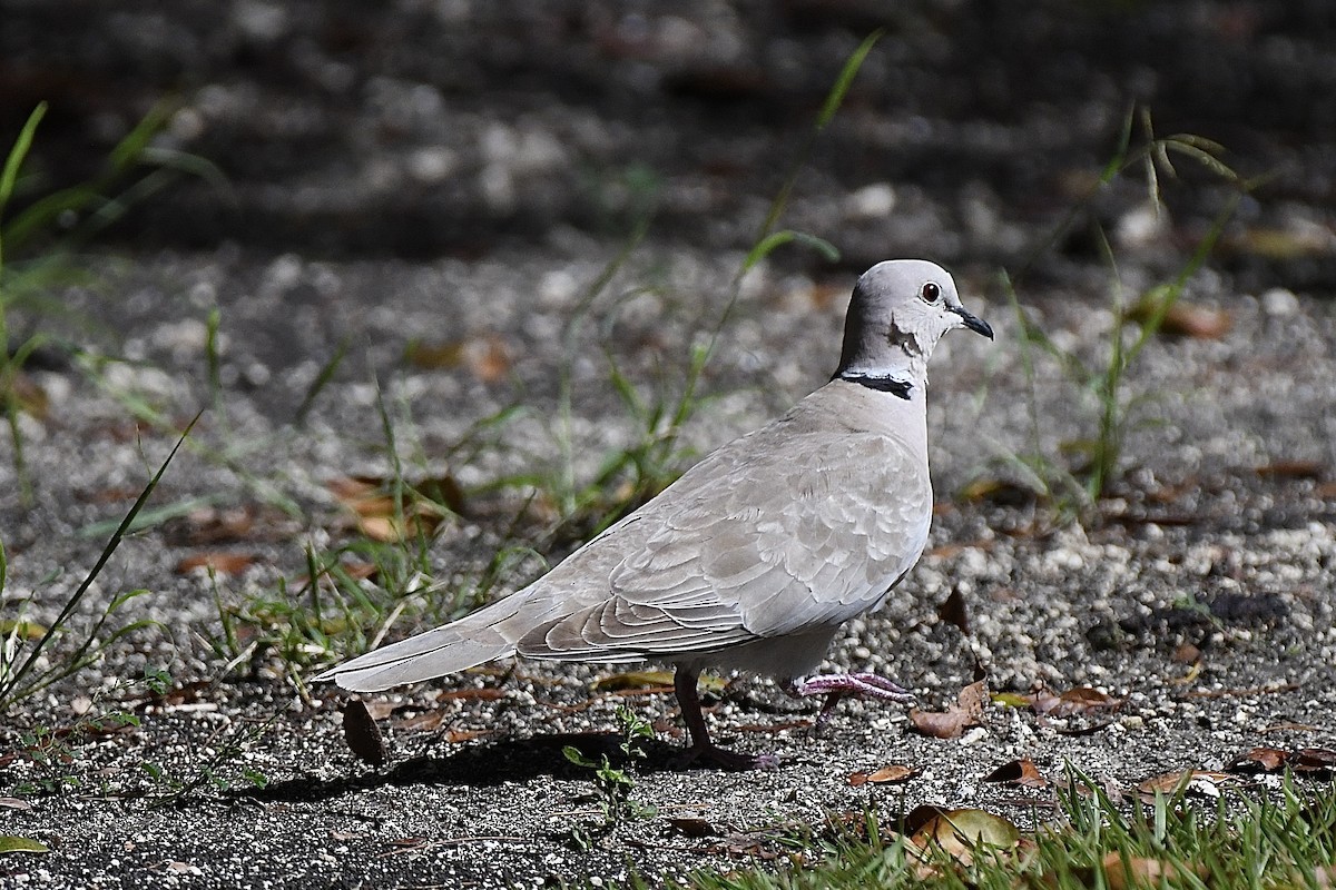 Eurasian Collared-Dove - ML646407661