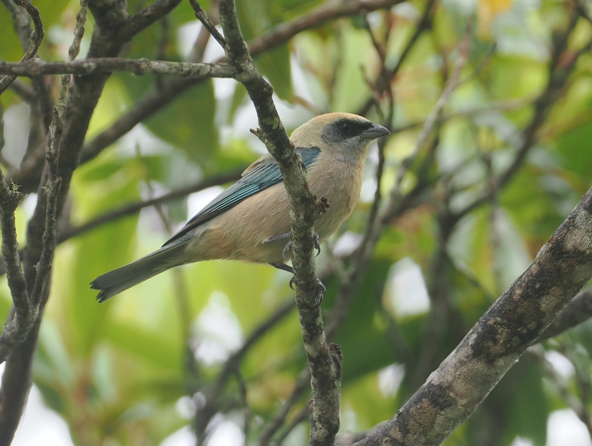 Green-capped Tanager - ML646407662