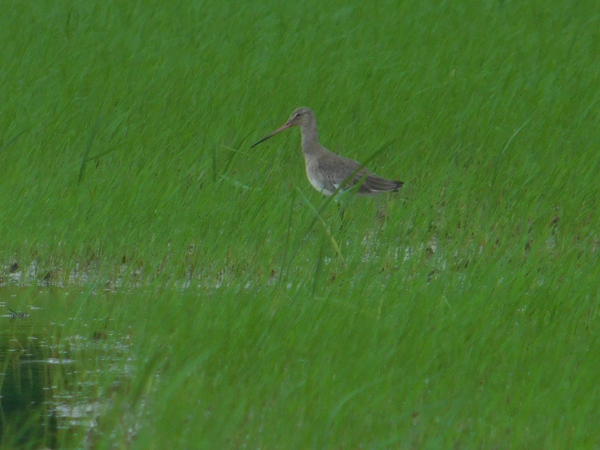 Black-tailed Godwit - ML646407663