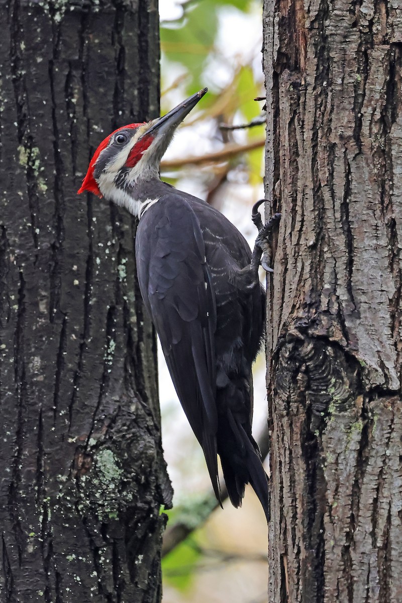 Pileated Woodpecker - ML646407664