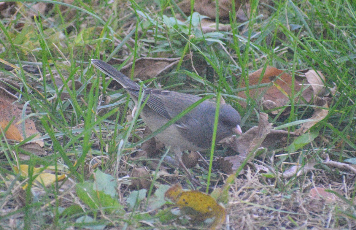 Dark-eyed Junco - ML646407665