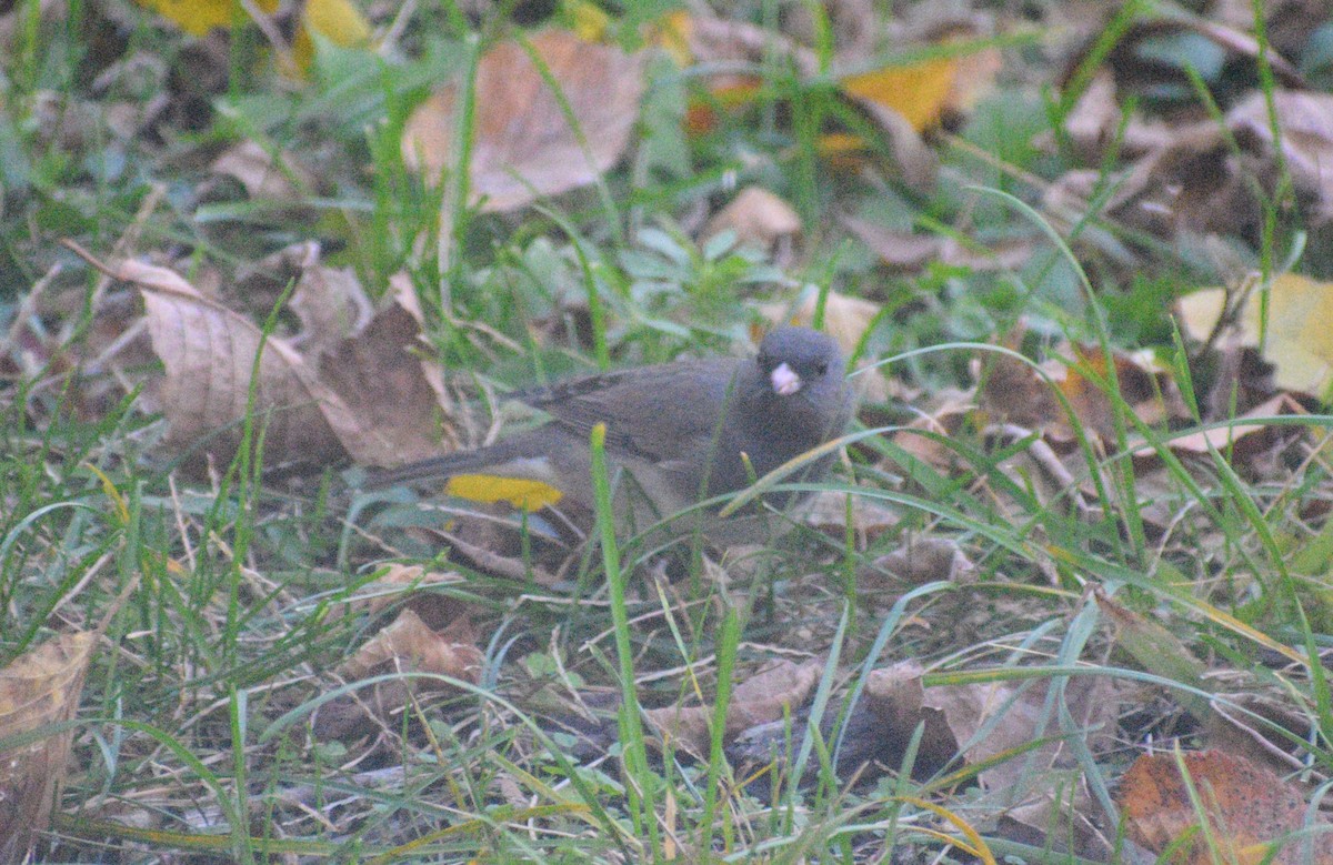 Dark-eyed Junco - ML646407666