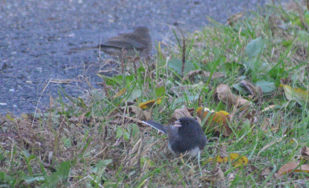Dark-eyed Junco - ML646407667