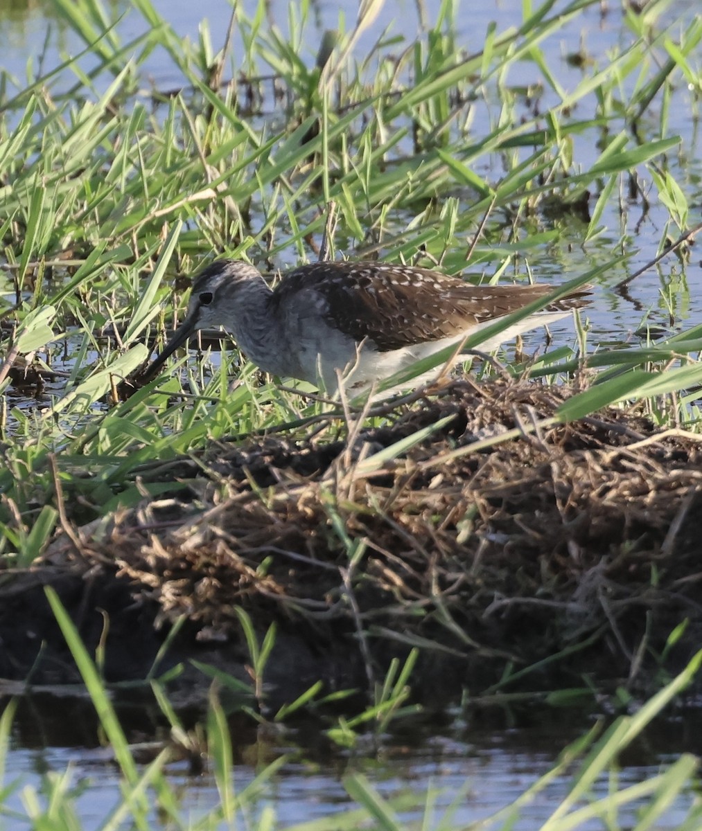 Orman Düdükçünü - ML646407668