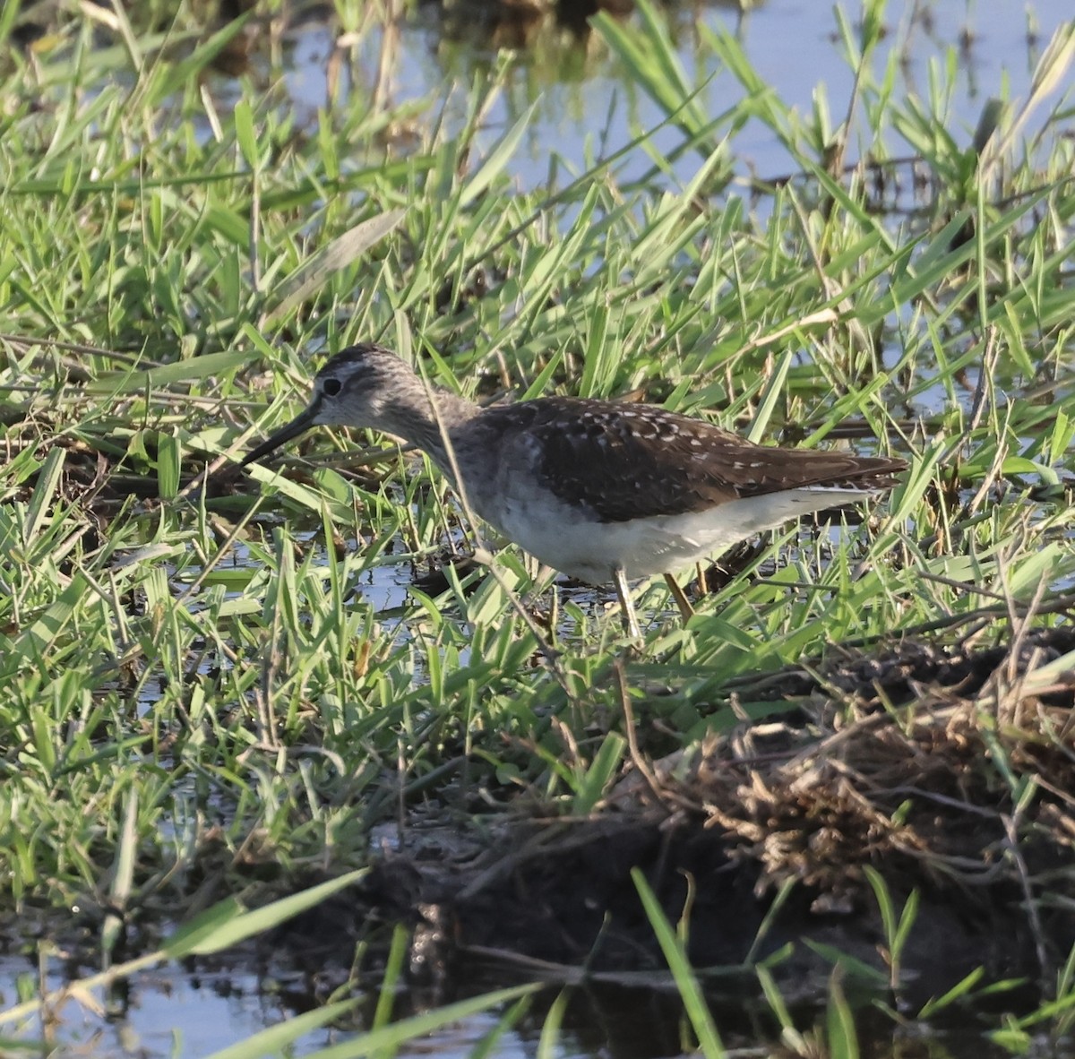Common Greenshank - ML646407669