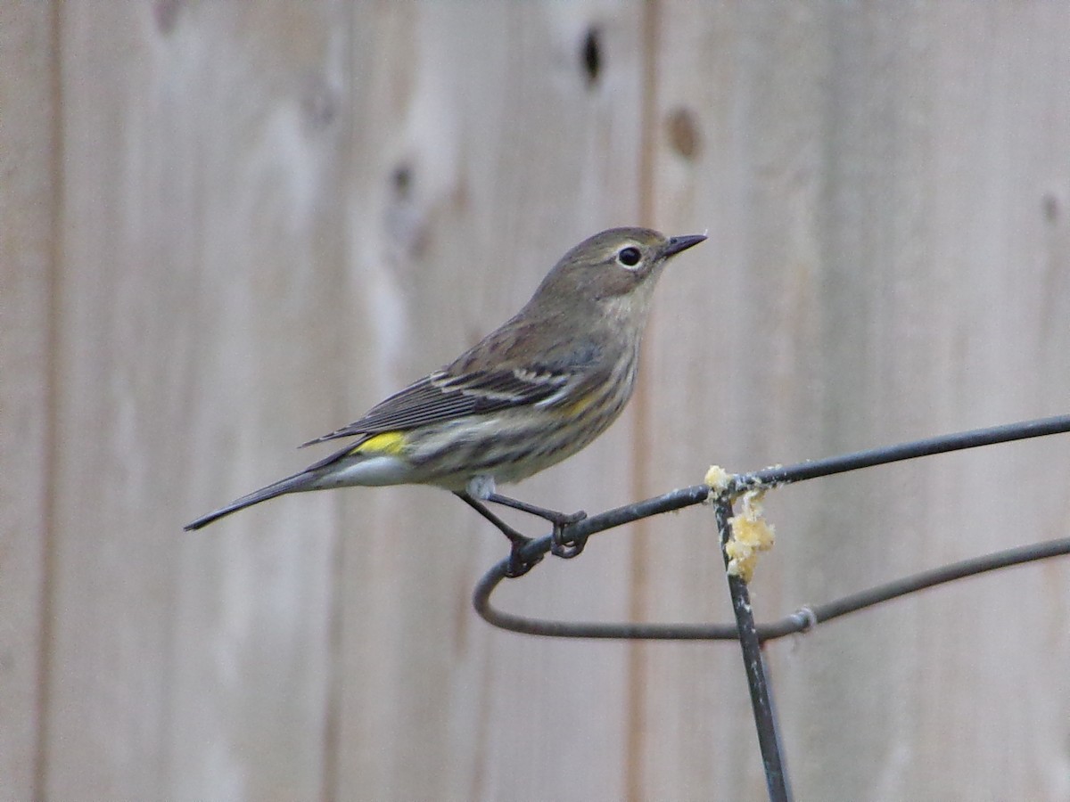 Yellow-rumped Warbler (Myrtle) - ML646407671