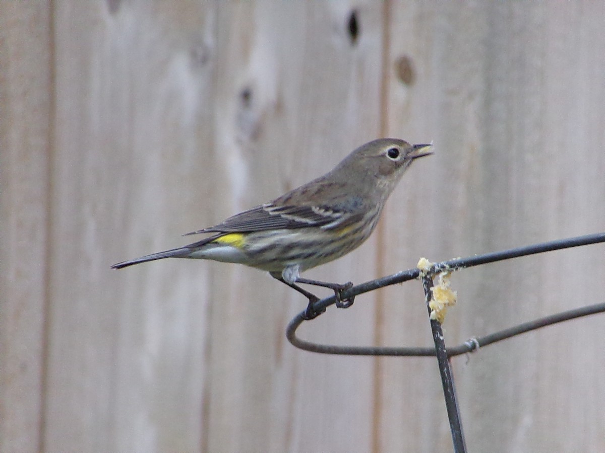 Yellow-rumped Warbler (Myrtle) - ML646407672