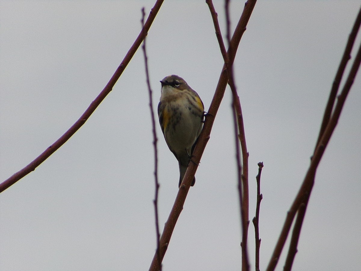 Yellow-rumped Warbler (Myrtle) - ML646407673