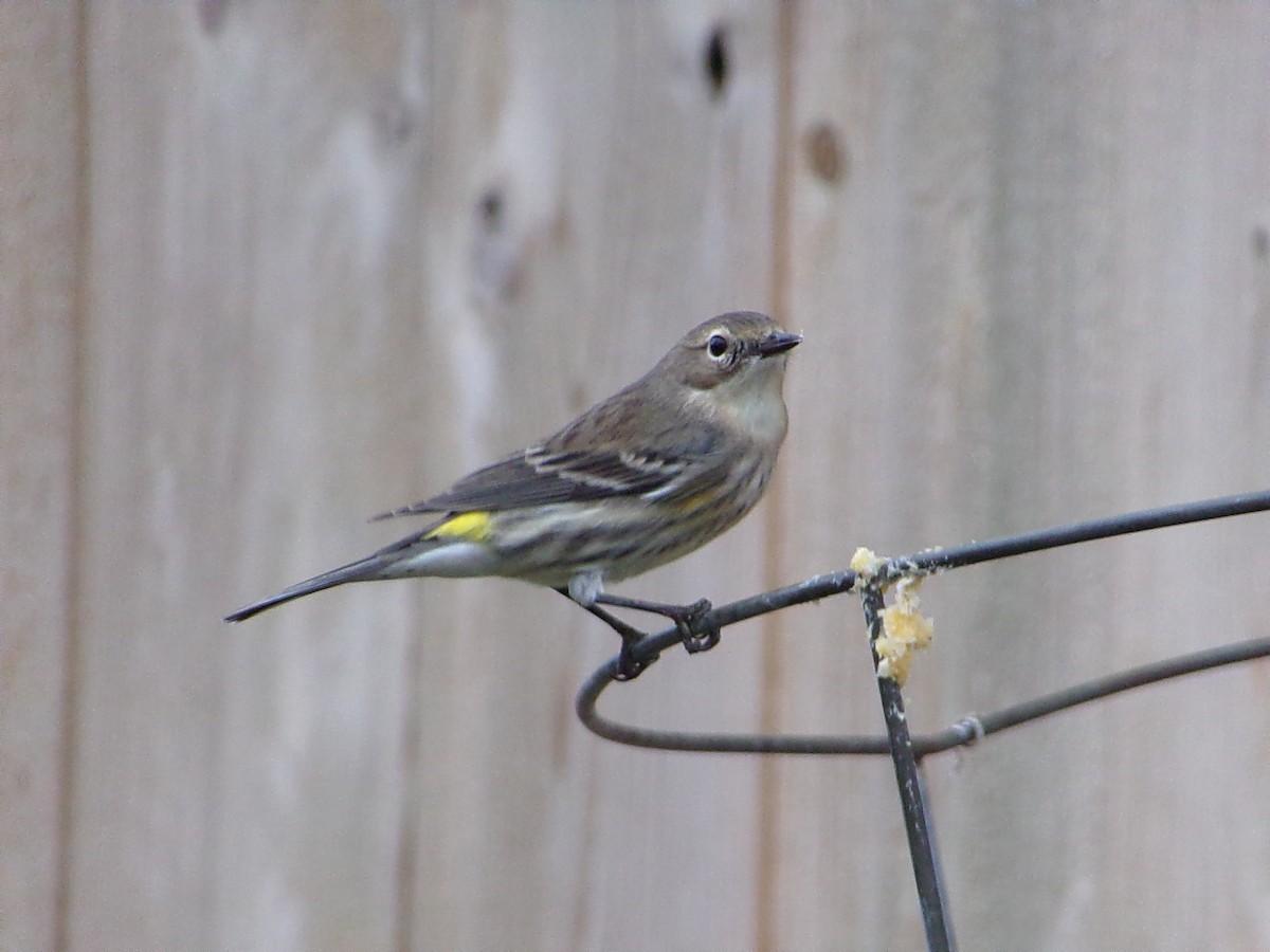 Yellow-rumped Warbler (Myrtle) - ML646407674