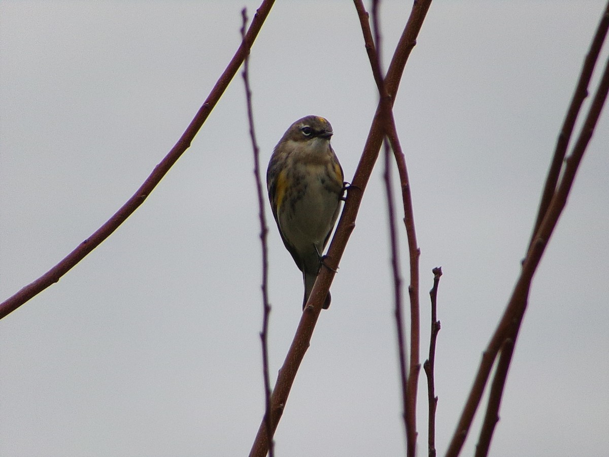 Yellow-rumped Warbler (Myrtle) - ML646407675