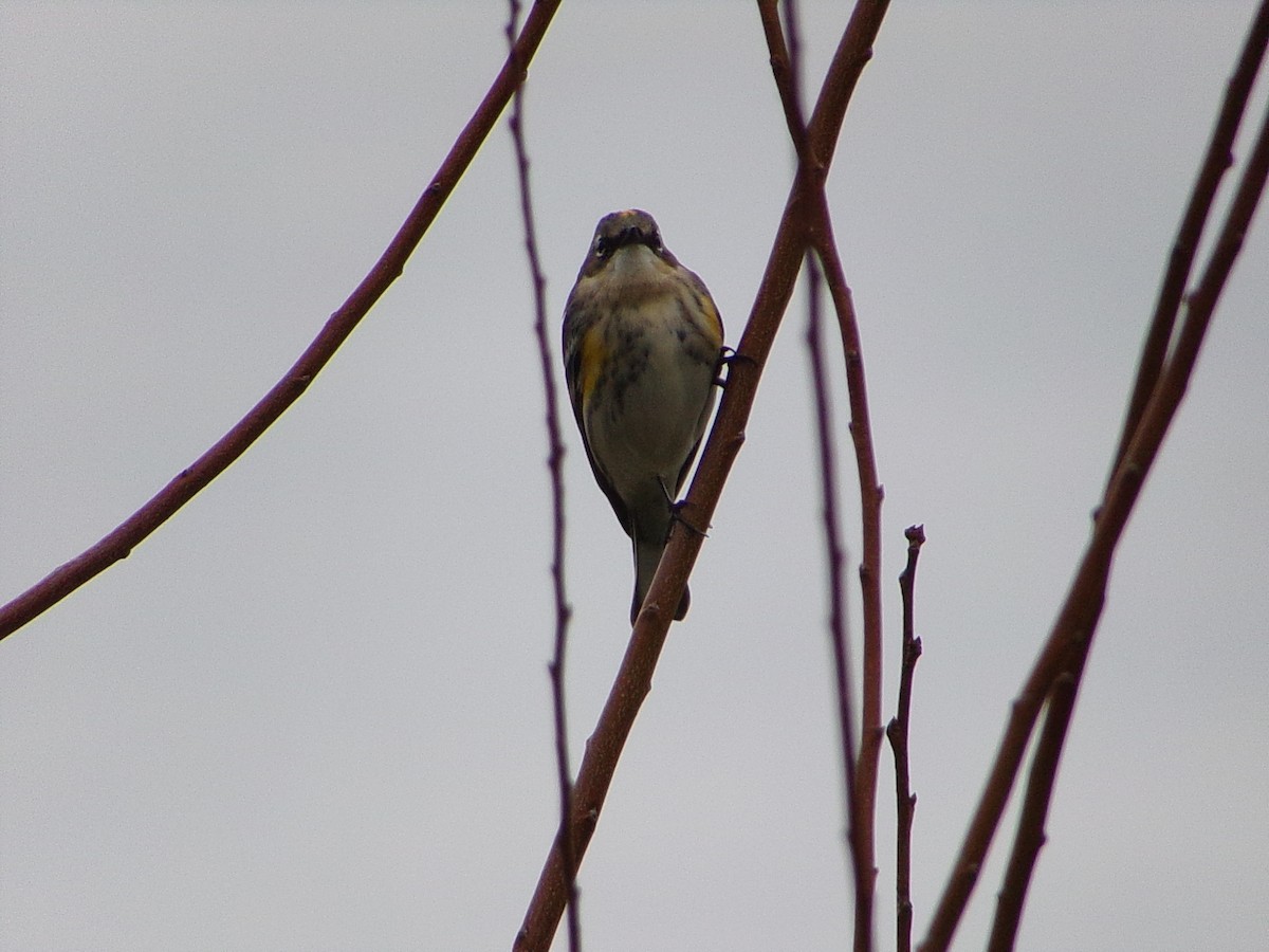 Yellow-rumped Warbler (Myrtle) - ML646407676