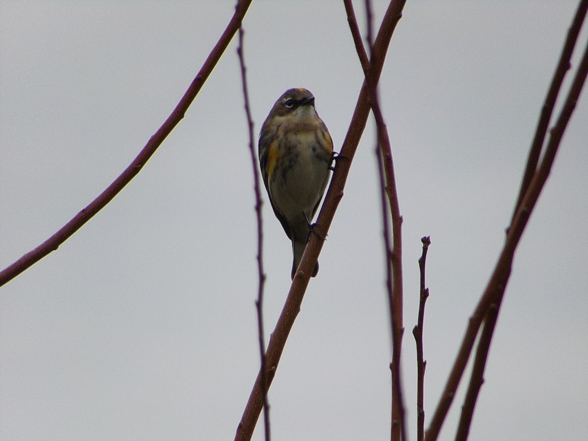 Yellow-rumped Warbler (Myrtle) - ML646407677