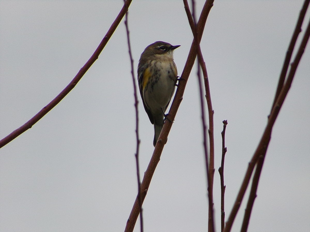 Yellow-rumped Warbler (Myrtle) - ML646407678