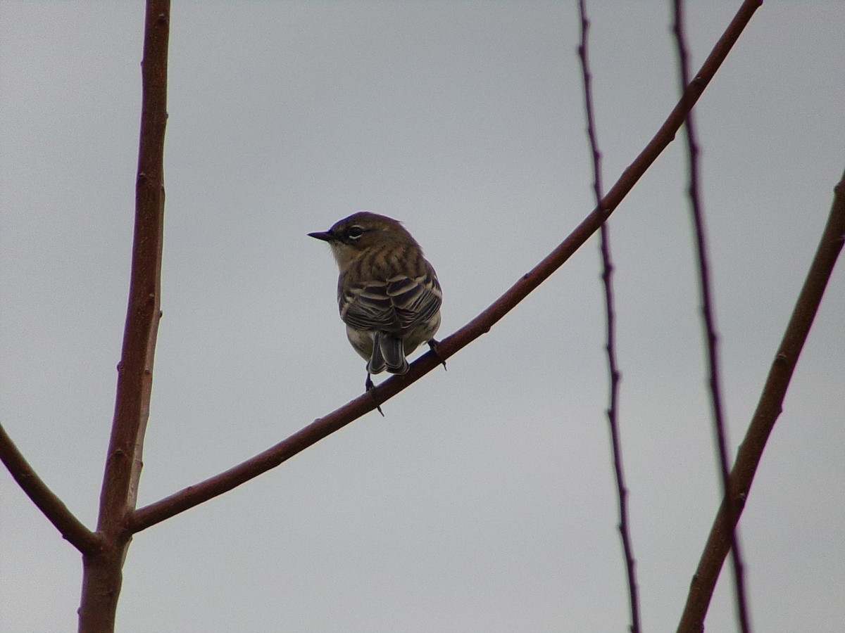 Yellow-rumped Warbler (Myrtle) - ML646407679