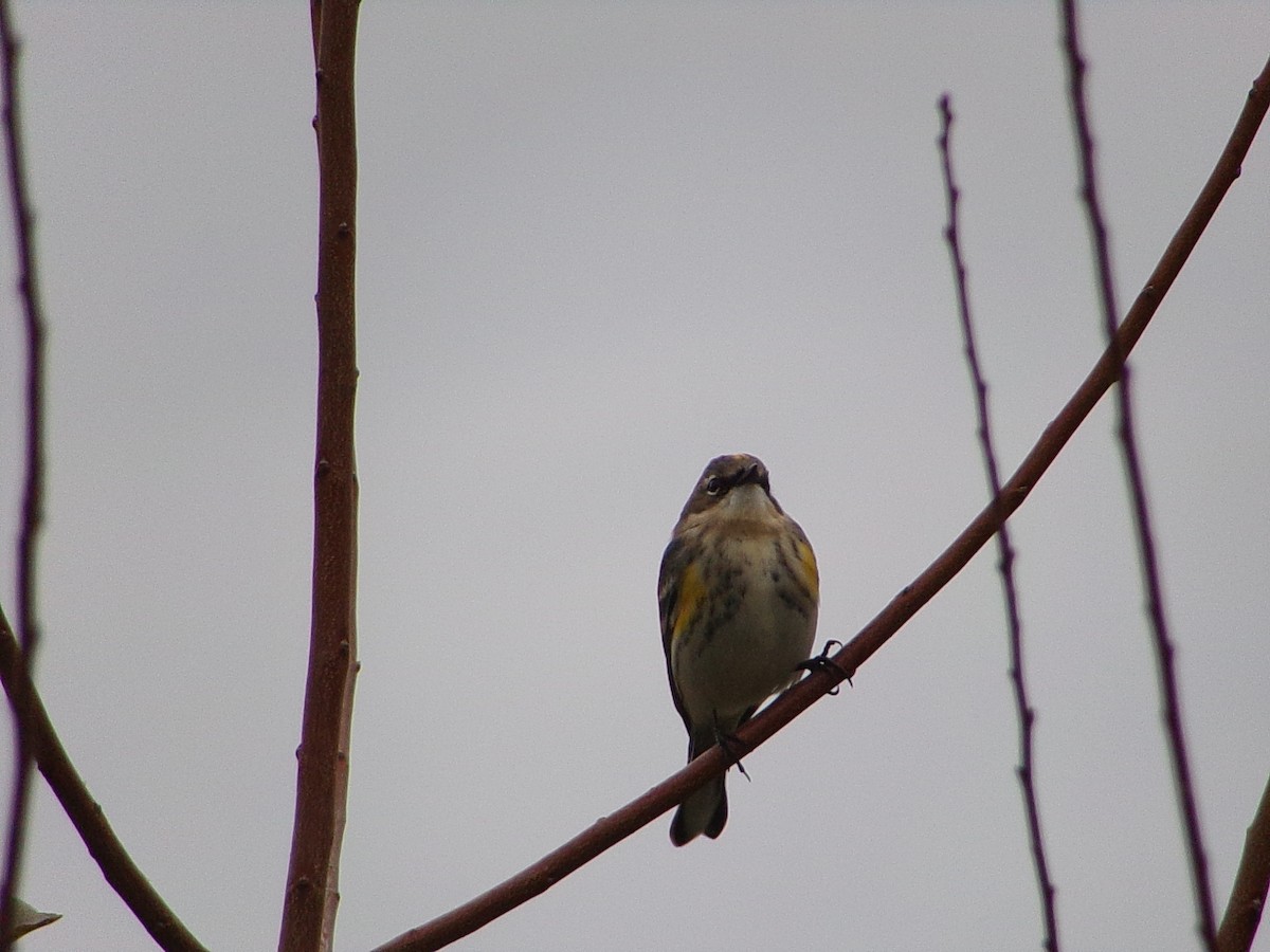 Yellow-rumped Warbler (Myrtle) - ML646407680