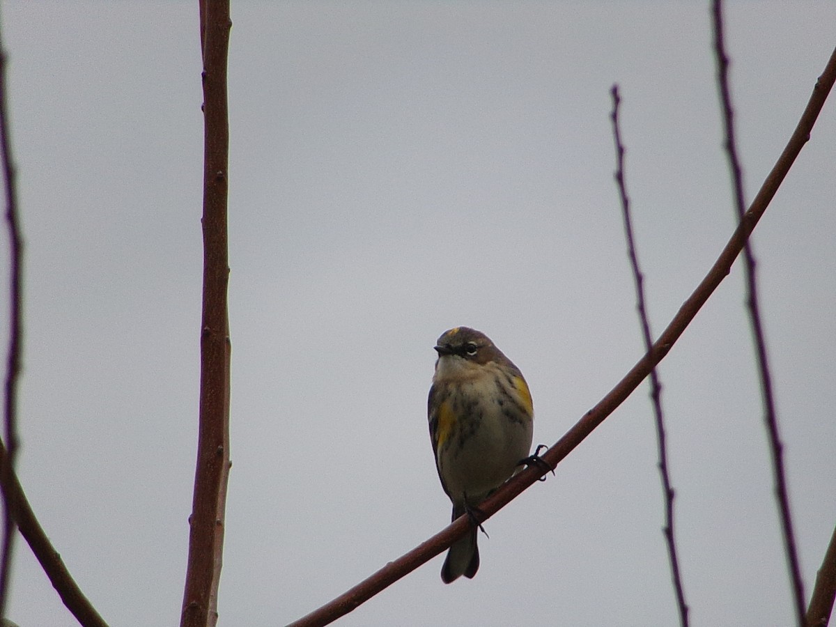 Yellow-rumped Warbler (Myrtle) - ML646407681