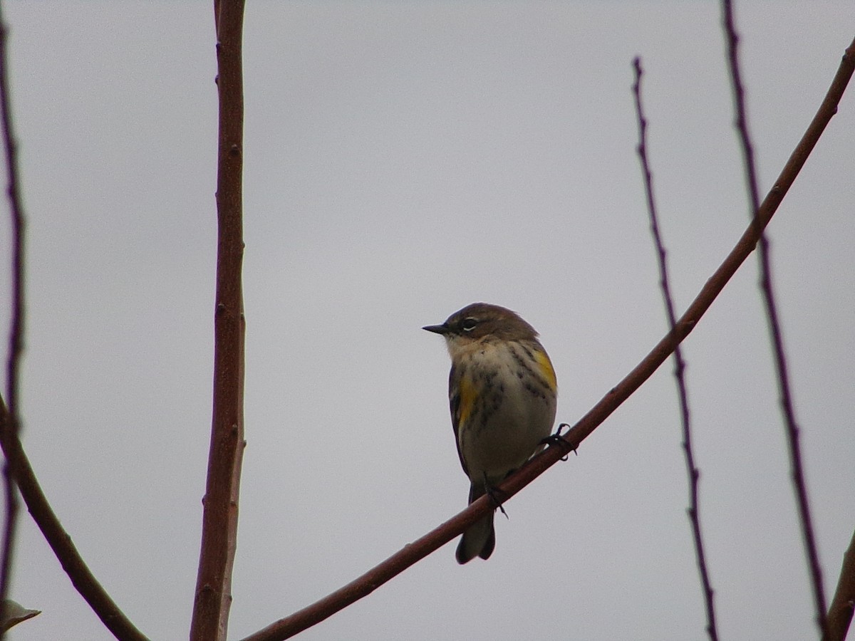 Yellow-rumped Warbler (Myrtle) - ML646407682
