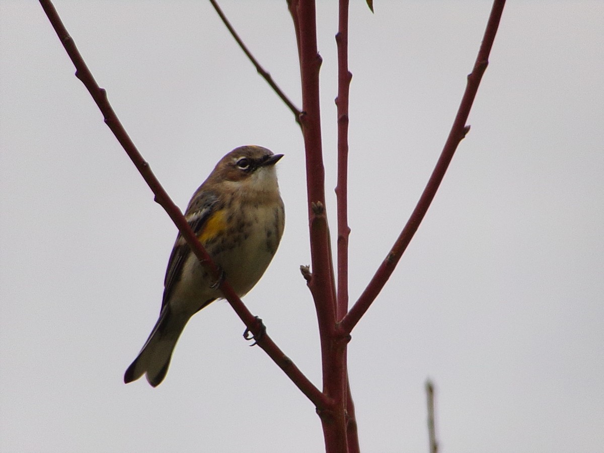 Yellow-rumped Warbler (Myrtle) - ML646407683